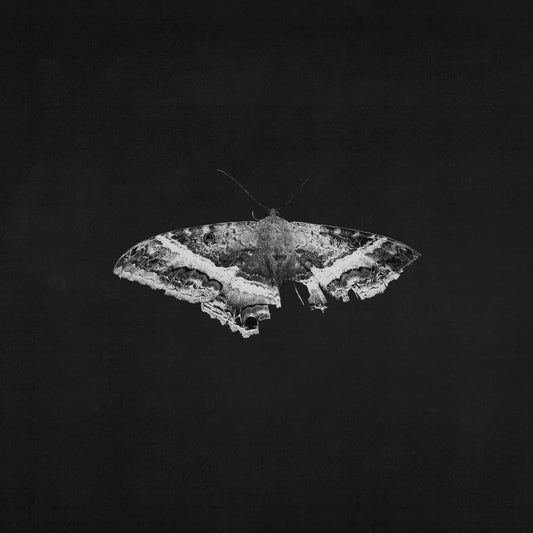 Kendrick Lamar – To Pimp A Butterfly (2 LP)  Alternative cover, Anniversary edition, butterfly cover